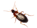 Calathus melanocephalus